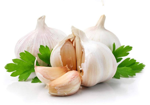 ۹۰ تن سیر از اراضی زراعی مهاباد برداشت شد