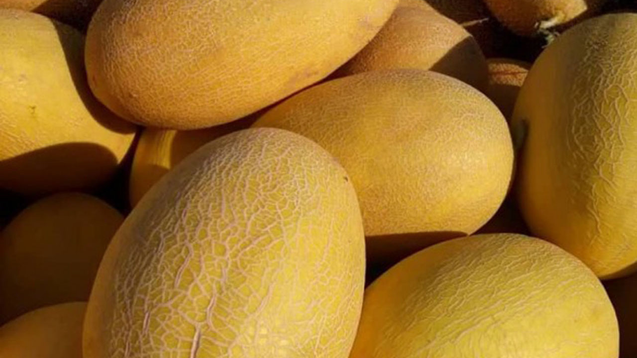 برداشت بیش از ۱۳ هزار تن خربزه در گلستان