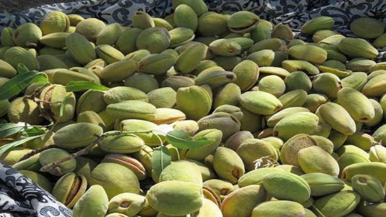 پیش بینی برداشت ۶ هزار و ۸۰۰ تن بادام از باغات خراسان جنوبی