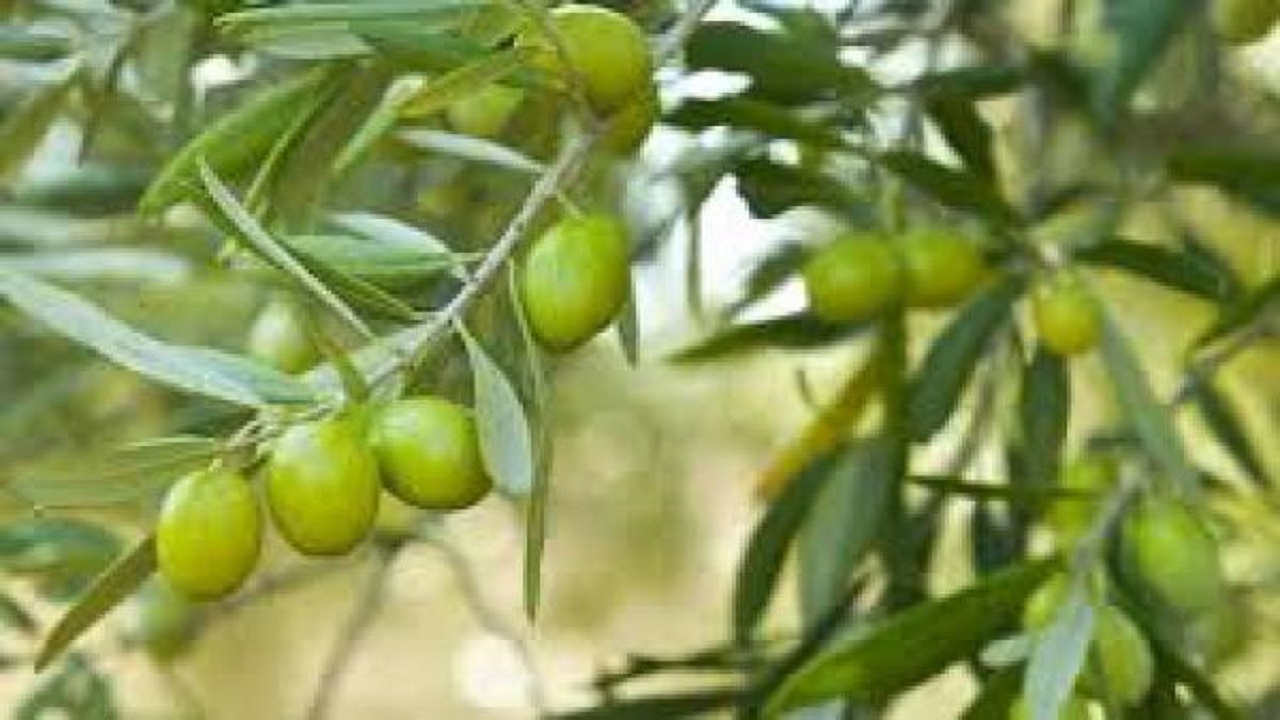 پیش بینی برداشت ۲۶۰ تن زیتون از باغات خراسان جنوبی