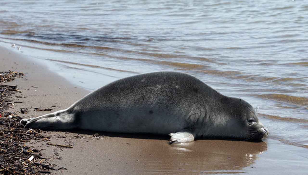 فک خزری