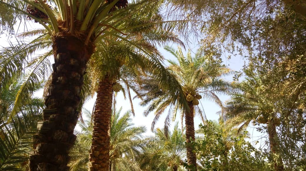 سوغاتی شیرین در اوج گرما