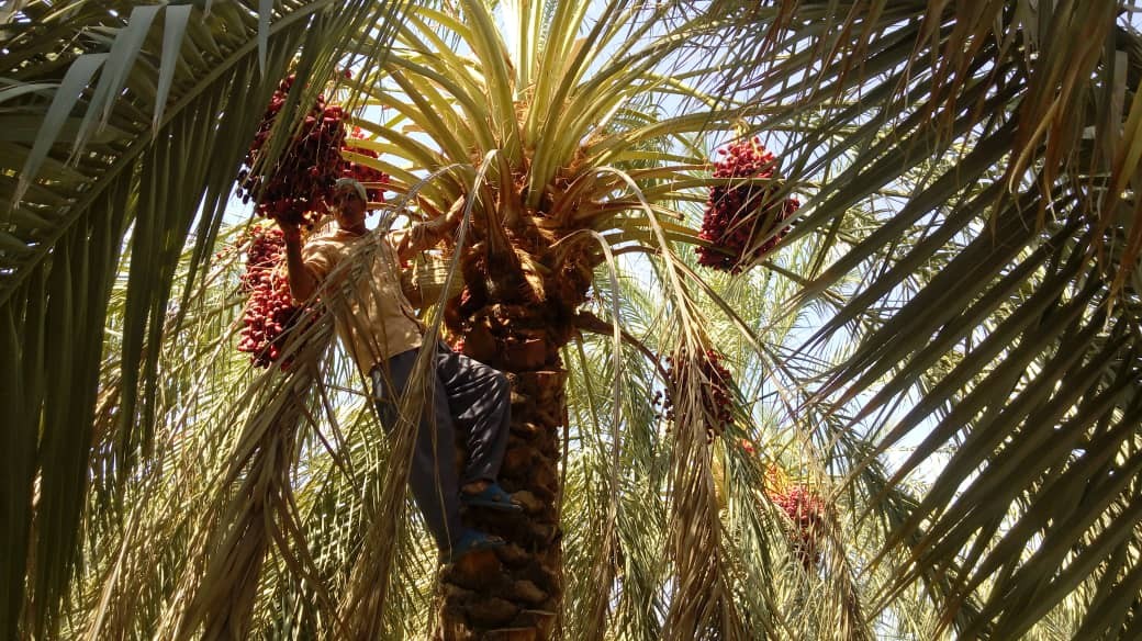 سوغاتی شیرین در اوج گرما