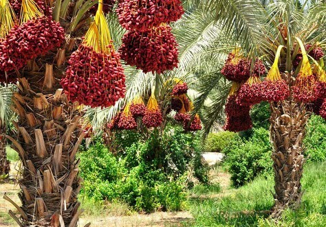 سوغاتی شیرین در اوج گرما
