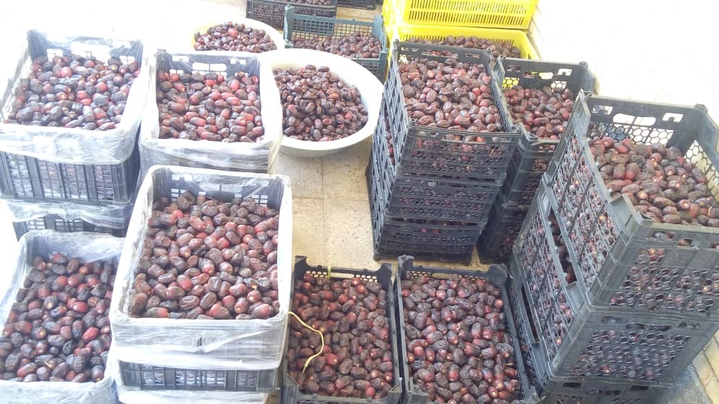 سوغاتی شیرین در اوج گرما