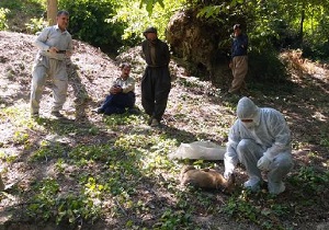 نمونه برداری از لاشه گرگ مشکوک به هاری