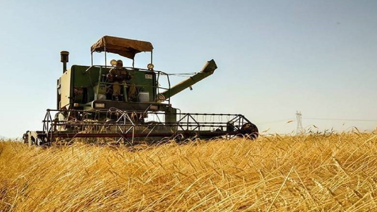 پیش بینی برداشت ۵۰ هزار تن گندم در الیگودرز