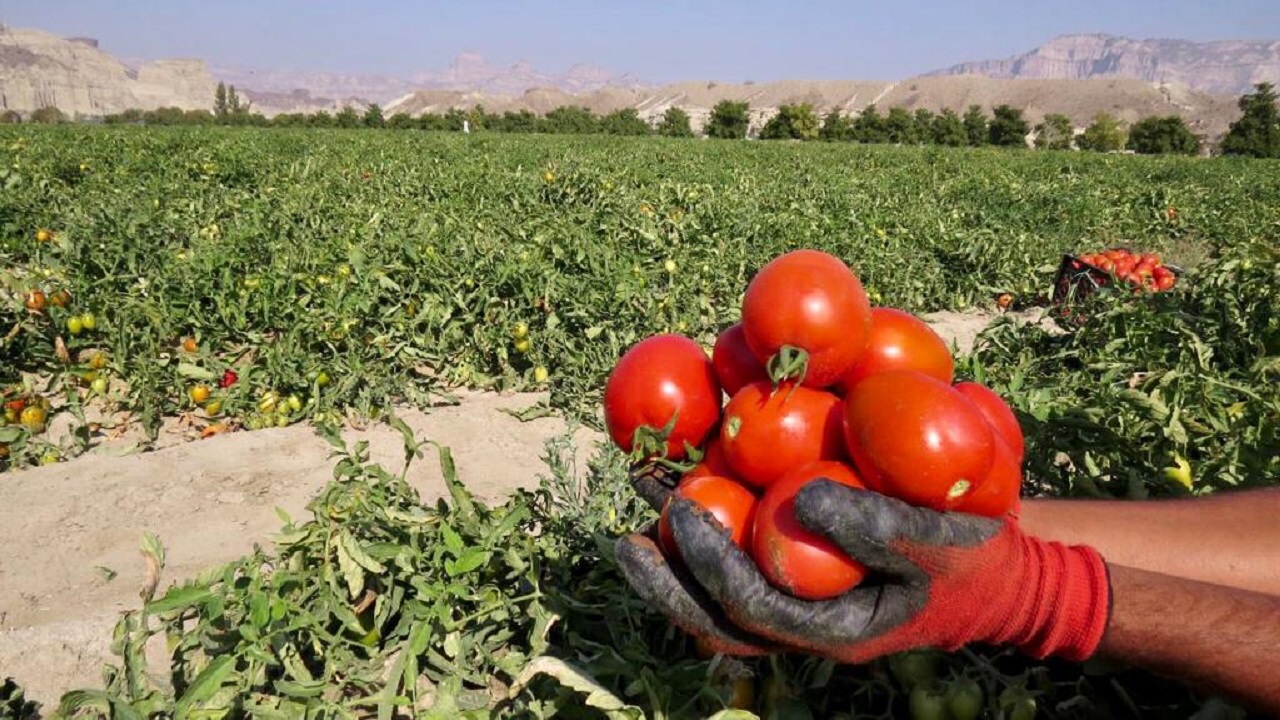 برداشت ۸ هزار تن گوجه فرنگی از مزارع شهرستان تفتان