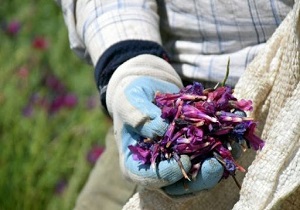 از ناکامی قاچاقچیان گیاهان دارویی تا دستگیری ۱۹ سارق حرفه‌ای در استان یزد
