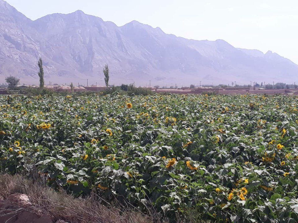 کشت آفتابگردان روغنی در کرمان