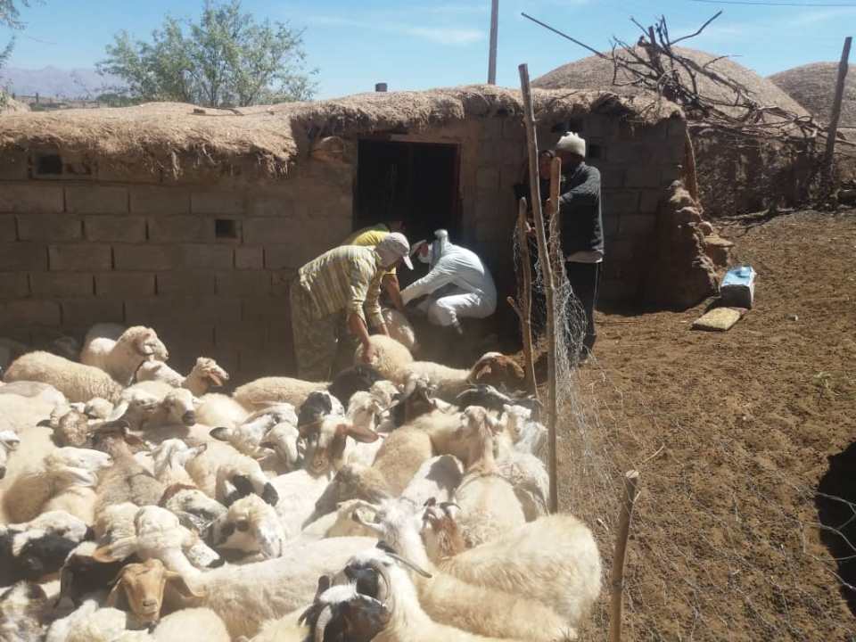 شیوع طاعون نشخوار کنندگان در حیات وحش رفسنجان