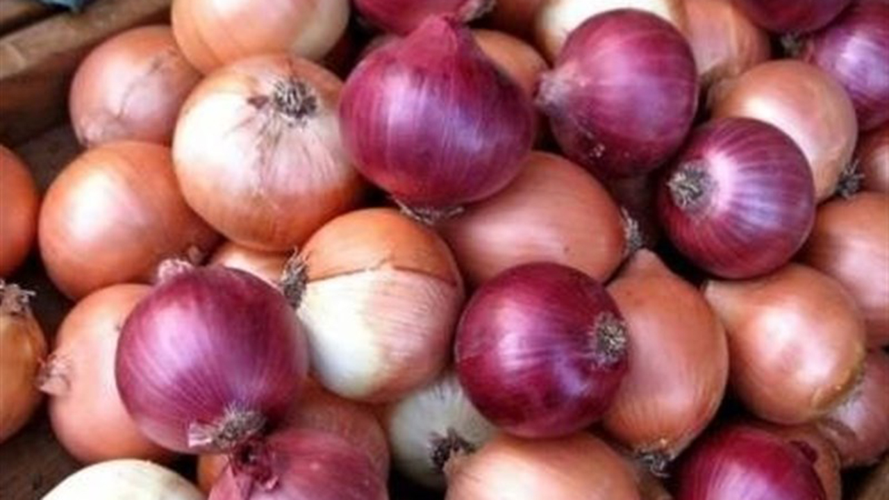 برداشت بیش از ۸۰ درصدی پیاز در گلستان