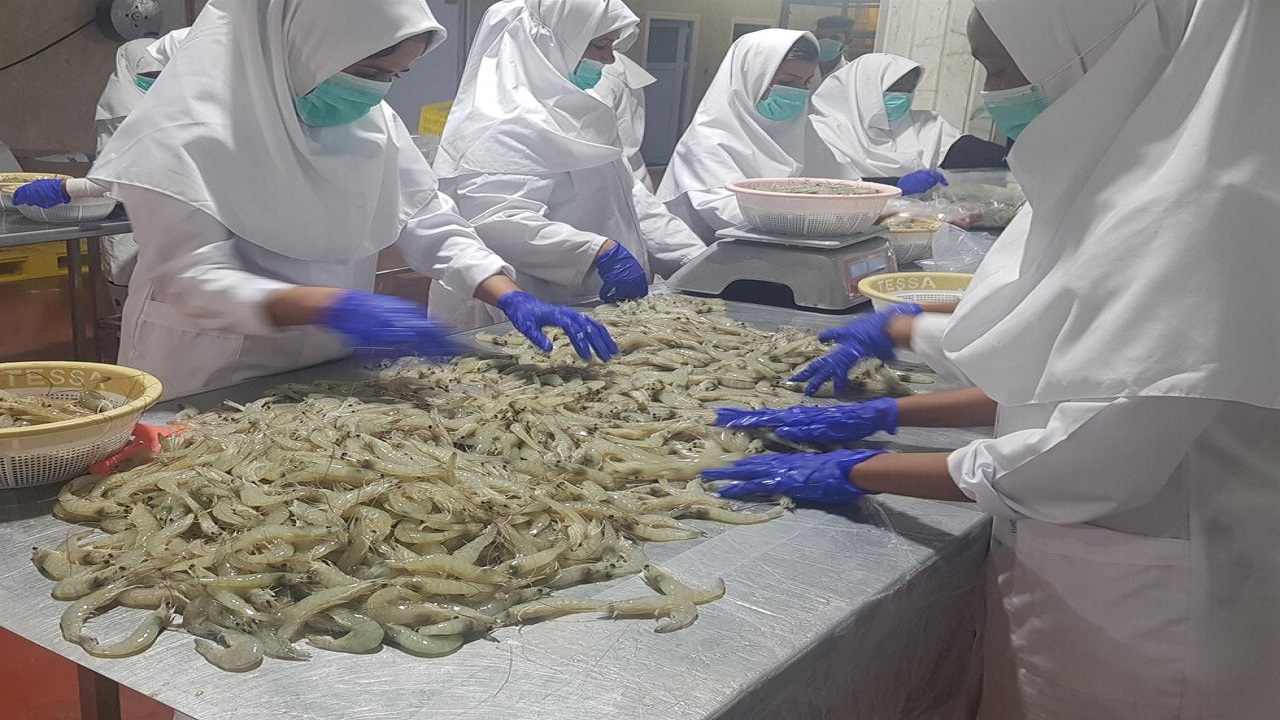 بسته بندی سالانه ۹ هزار تن ماهی و میگو در جنوب سیستان و بلوچستان