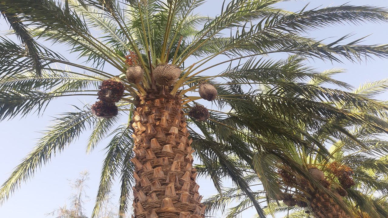 خرما در منوجان قیمت گذاری شد