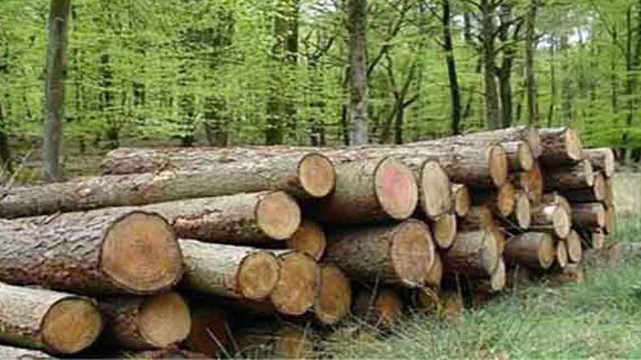 کشف ۳۵ تن چوب جنگلی قاچاق در میاندورود