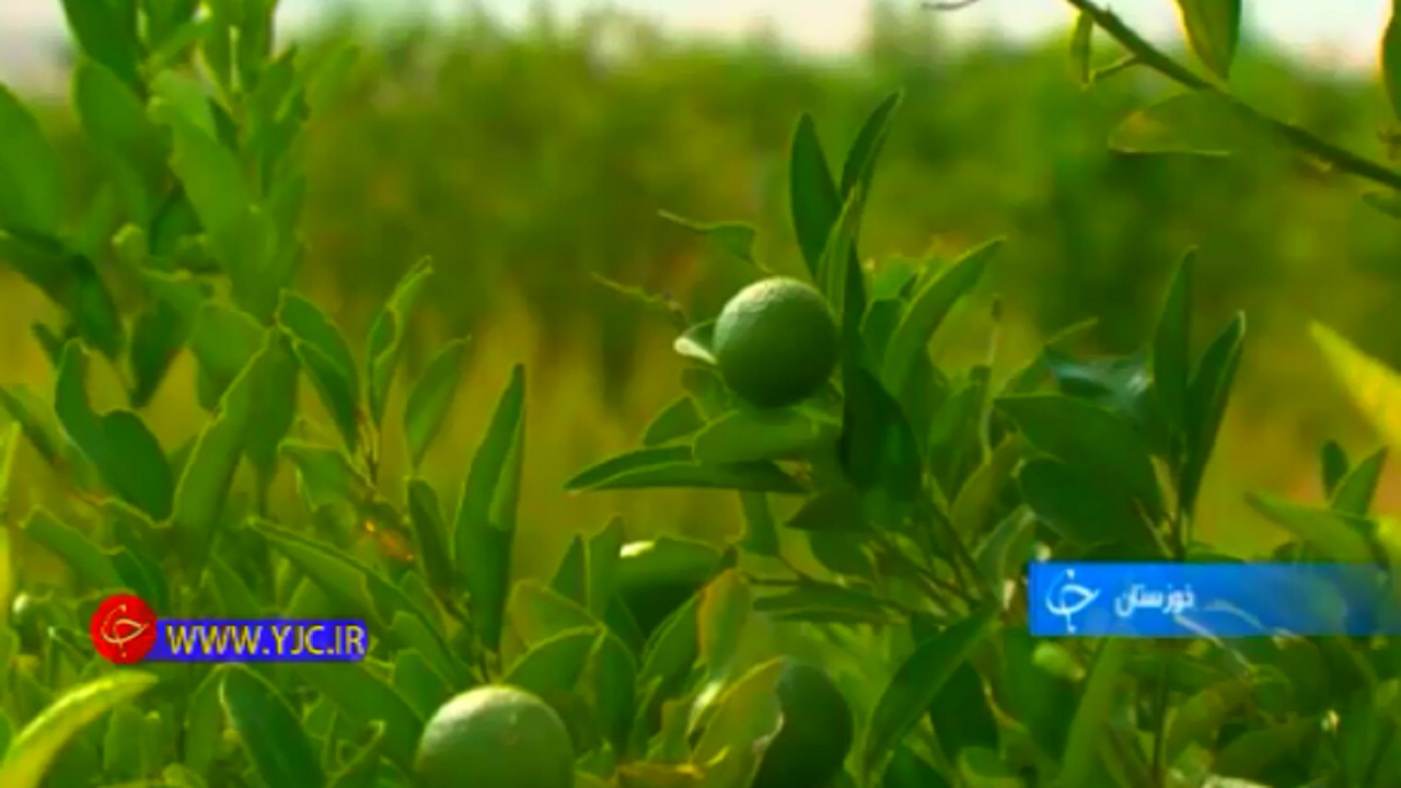 بالاترین سطح کشت گیاهان دارویی کشور در خوزستان+فیلم