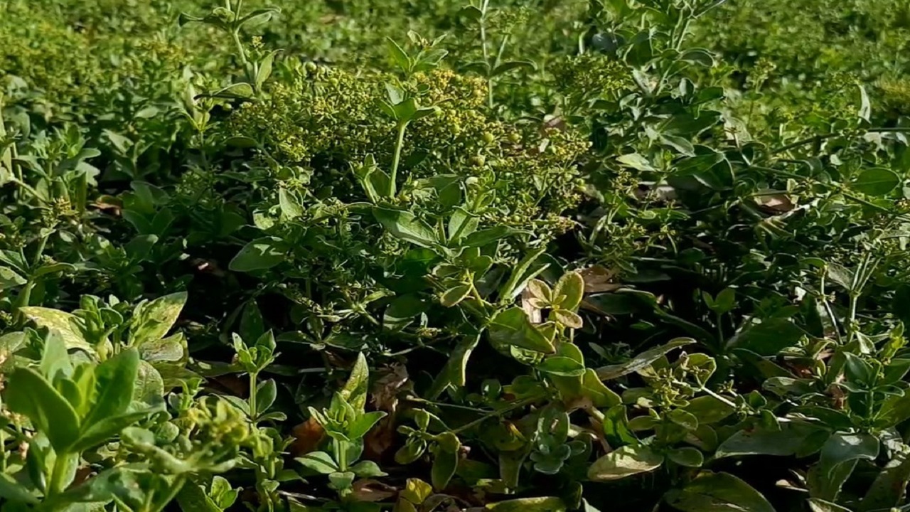 آغاز برداشت گیاه دارویی روناس در خور و بیابانک