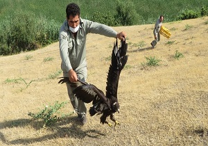 رهاسازی یک بهله عقاب طلایی در شهرستان پارس آباد
