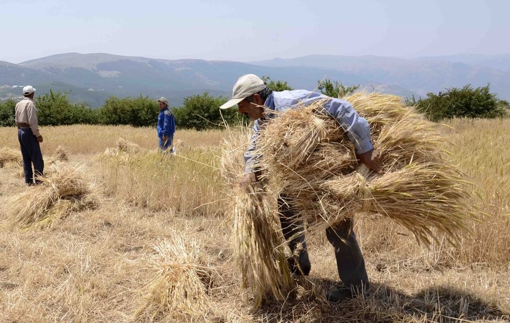۹۷ تن جو رایگان بین دامداران عجب‌شیری توزیع شد