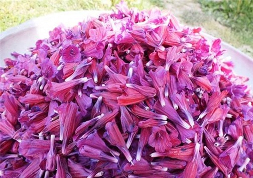 گیاهان داروی محرک اشتغال کوچک در روستاهای استان سمنان