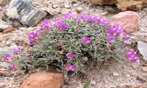 گیاهان داروی محرک اشتغال کوچک در روستاهای استان سمنان