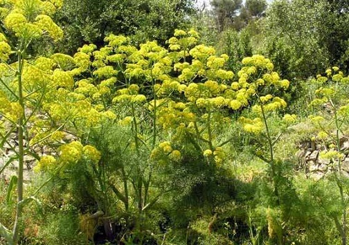 گیاهان داروی محرک اشتغال کوچک در روستاهای استان سمنان