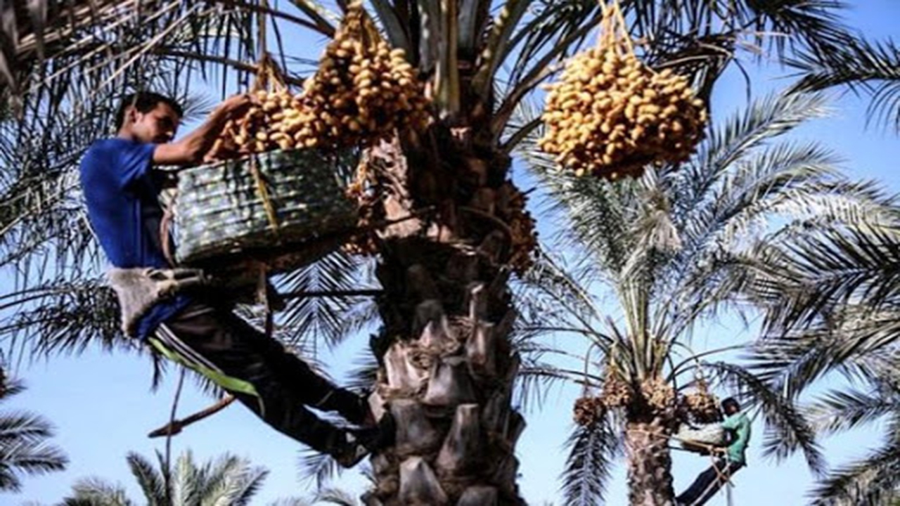روزگار ناخوش نخلداران حاجی‌آباد / دست گسترده دلالان ‌در سفره کشاورزان