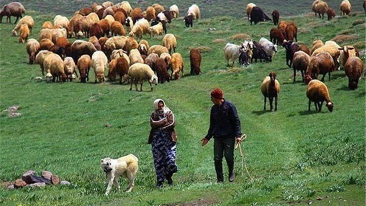 ۸۰ درصد جامعه عشایر ایلام تحت پوشش بیمه هستند