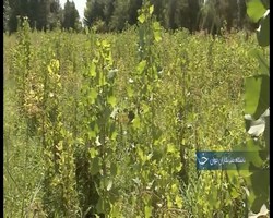تولید بیش از یک میلیون نهال صنوبر در نهالستان ملایر