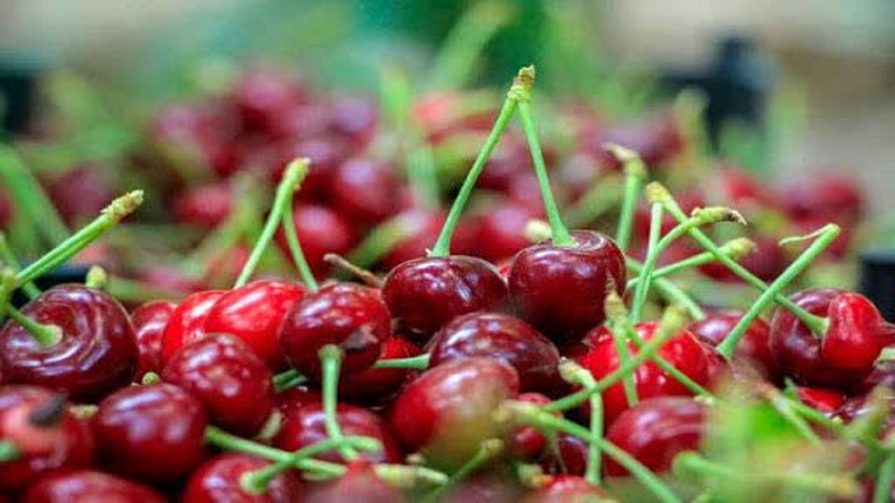 تولید سالانه ۶۵ هزار تن محصولات باغی در سامان