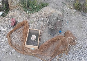 صیادان غیر مجاز سهره طلائی در دام محیط بانان خلخال