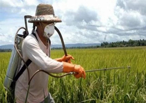 گیاهان داروی محرک اشتغال کوچک در روستاهای استان سمنان
