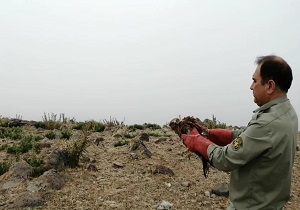 رهاسازی دو قطعه پرنده شکاری در شهرستان مشگین شهر