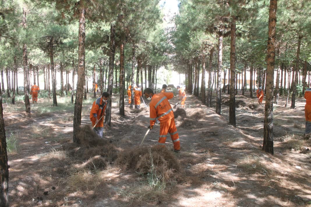پاک‌سازی بزرگ‌ترین جنگل دست‌کاشت کشور