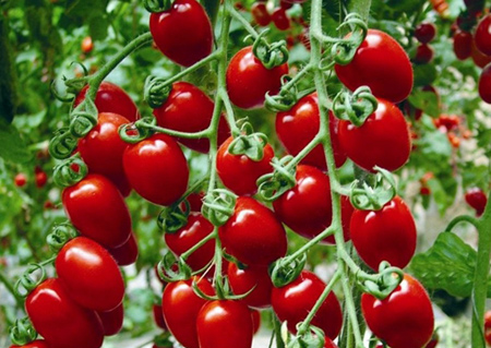 خواص گوجه گیلاسی به همراه چند دستور غذایی لذیذ