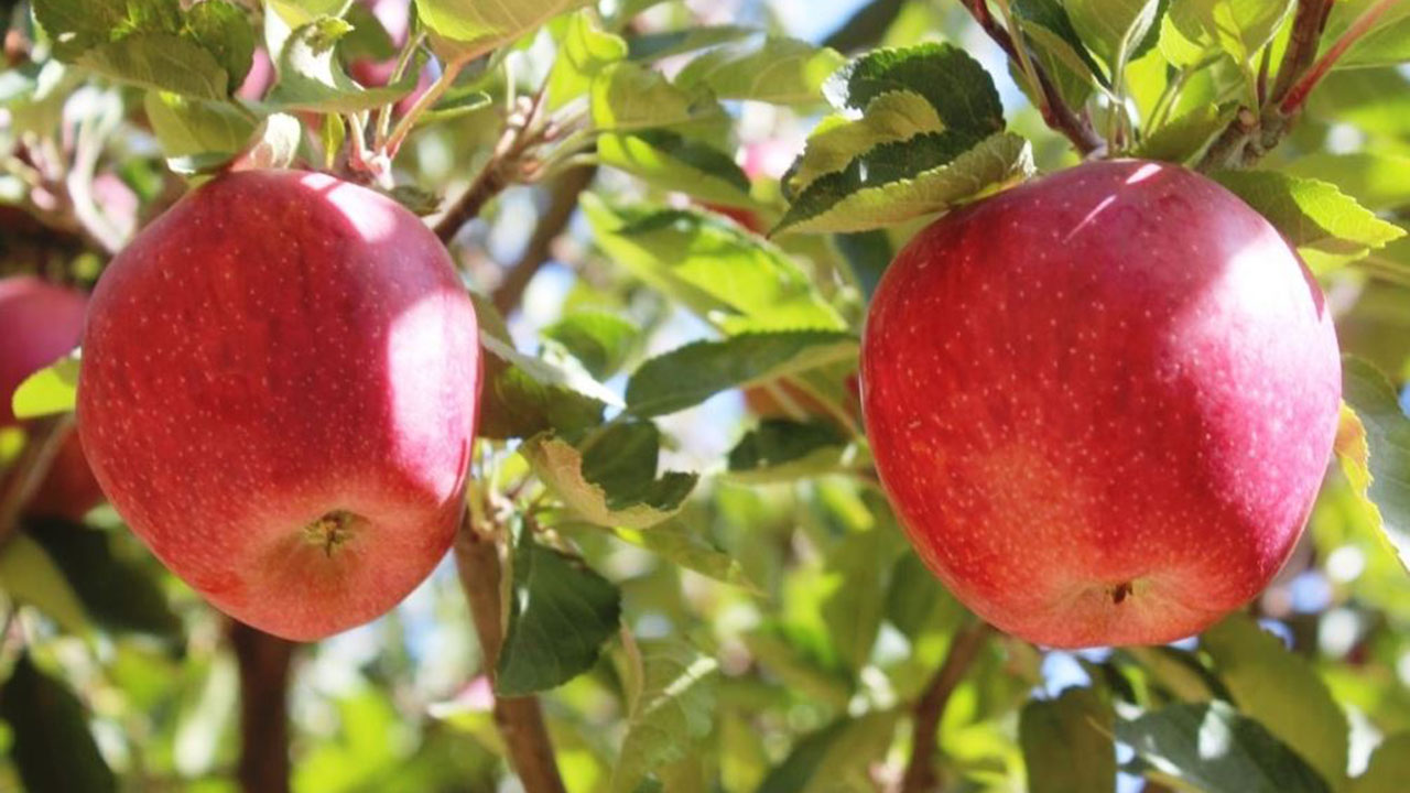 آغاز برداشت انواع سیب درختی در گلستان