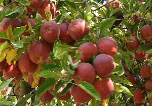 احیا و توسعه باغات سیب در اردبیل