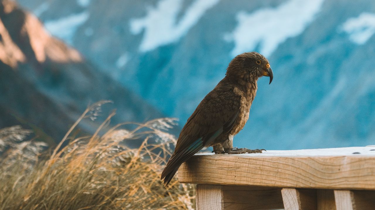 زیباترین تصاویر پس زمینه 