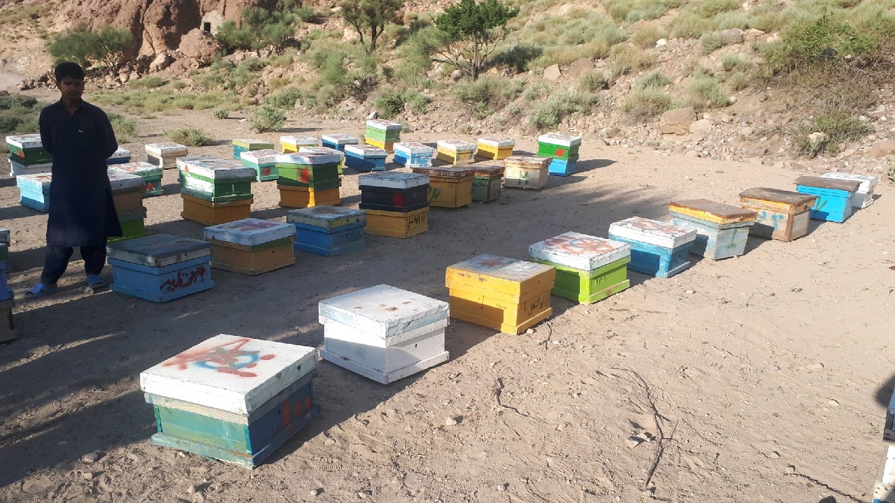 برداشت عسل در شهرستان مرزی میرجاوه