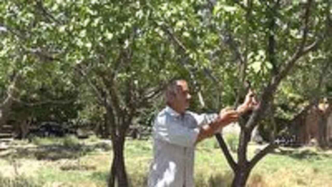 نذر میوه در آذرشهر
