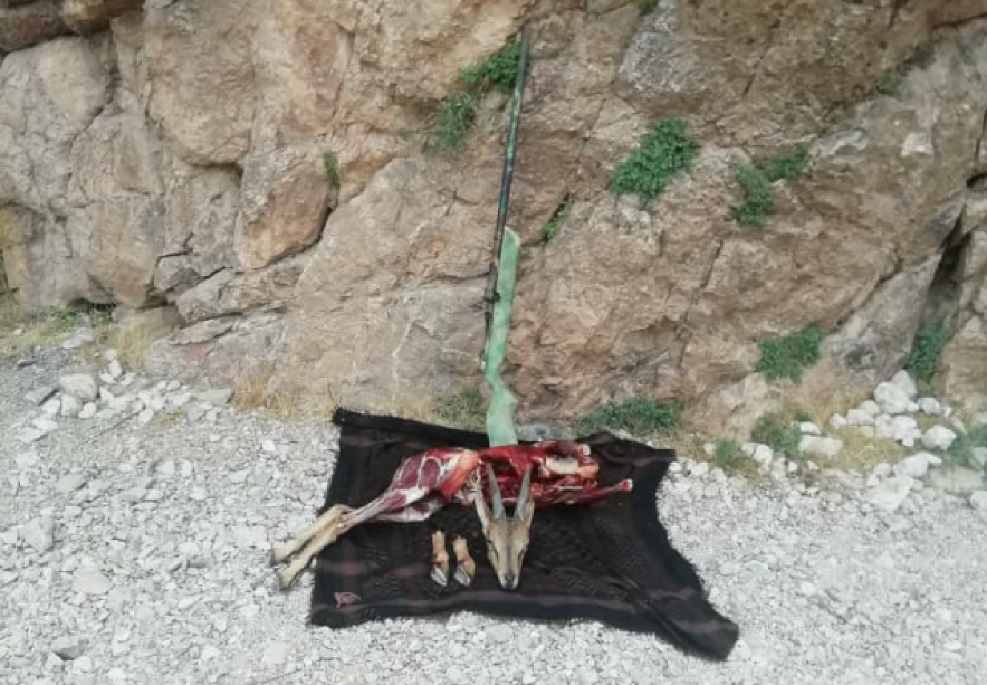کشف لاشه کل وحشی در کرمان