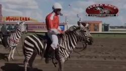 شکار بی‌دردسر آهو توسط پلنگ + فیلم