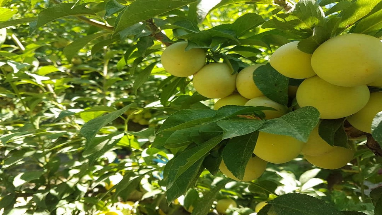 آغاز برداشت آلوی قطره طلا از باغات ساوجبلاغ/ساوجبلاغ قطب محصولات سردرختی