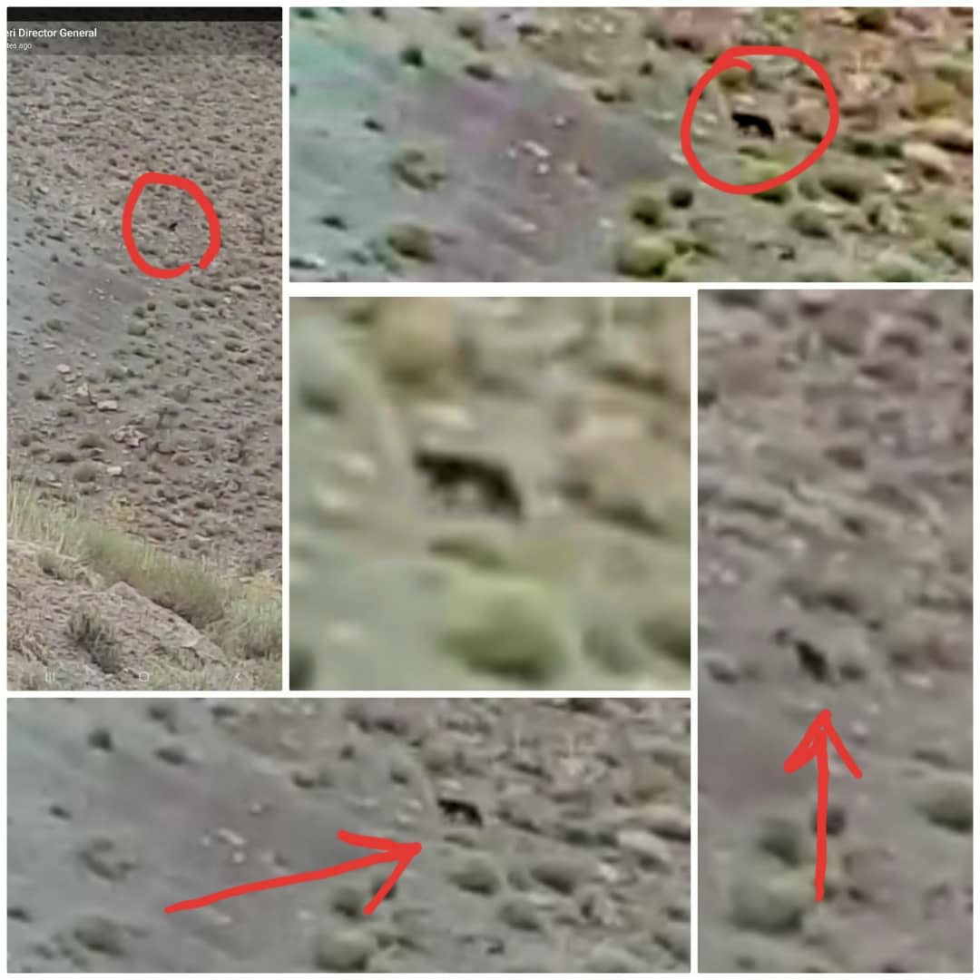 پلنگ سیاه در طبیعت کرمان 