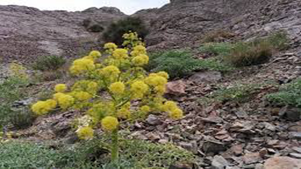 کشف شیره آنغوزه غیرمجاز در سرچهان