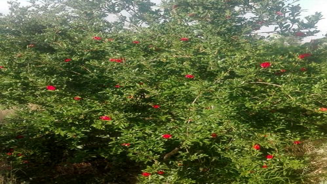 آغاز برداشت گلنار فارسی در خرامه