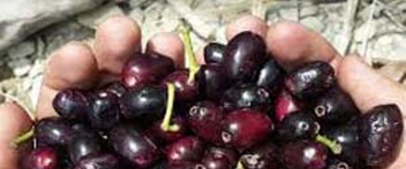 درخت جم، میوه نادر گرمسیری بلوچستان
