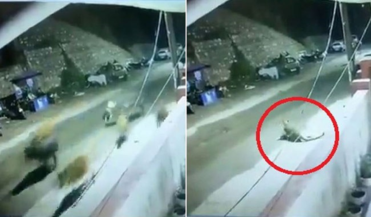 لحظه حمله پلنگ به گله گاو در مقابل پاسگاه پلیس!