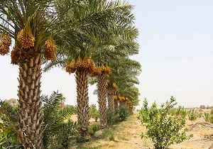 بی آبی یک میلیون نخل خرما در شادگان را تهدید می‌کند