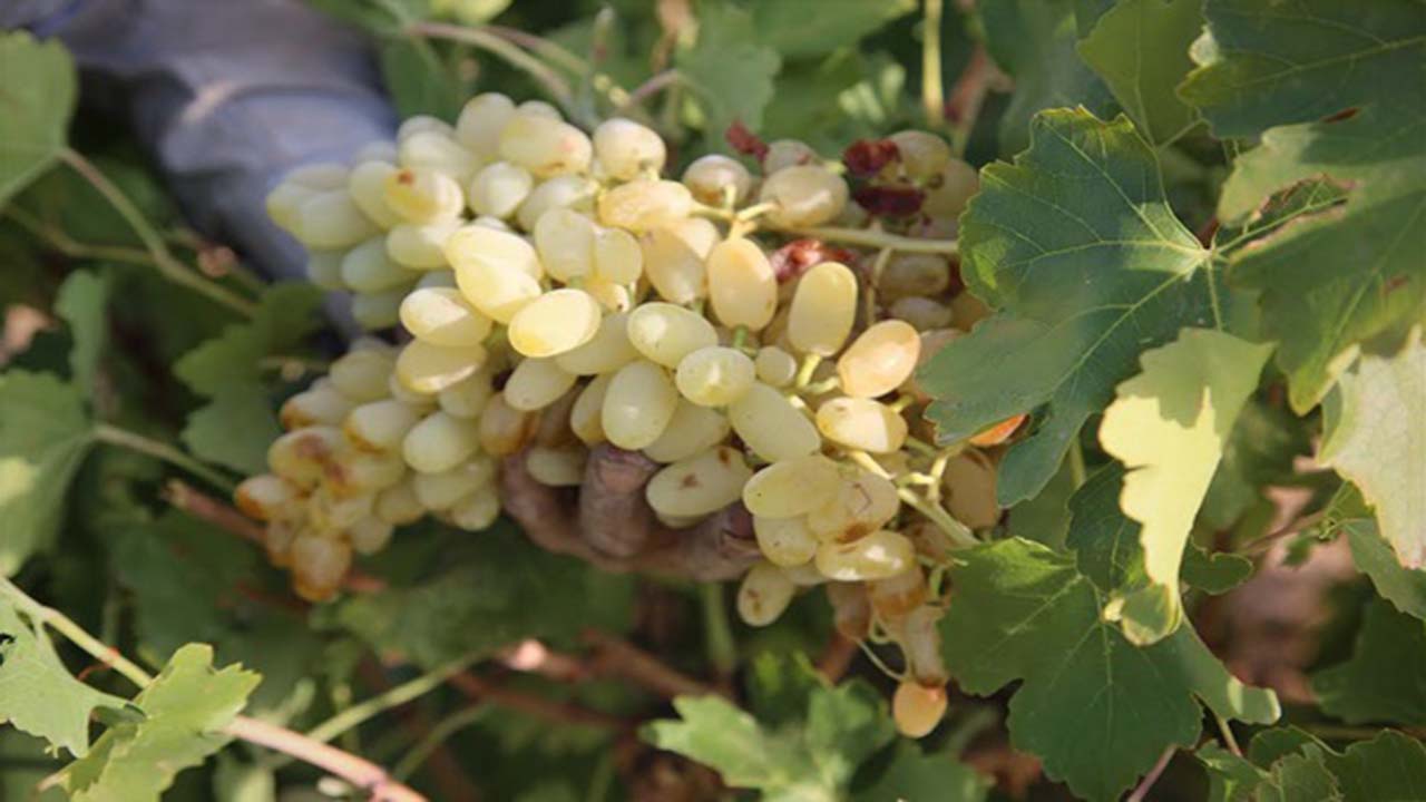 مبارزه با کرم خوشه خوار انگور در تاکستان‌های فارس